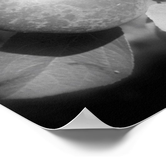 Appels op boom zwart en wit spiegel Abstract Poster (Hoek)