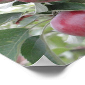 appels poster (Hoek)