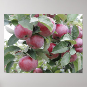 appels poster