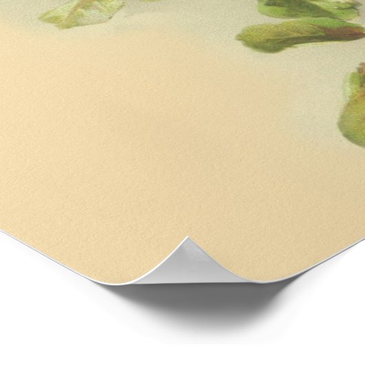  appels poster (Hoek)