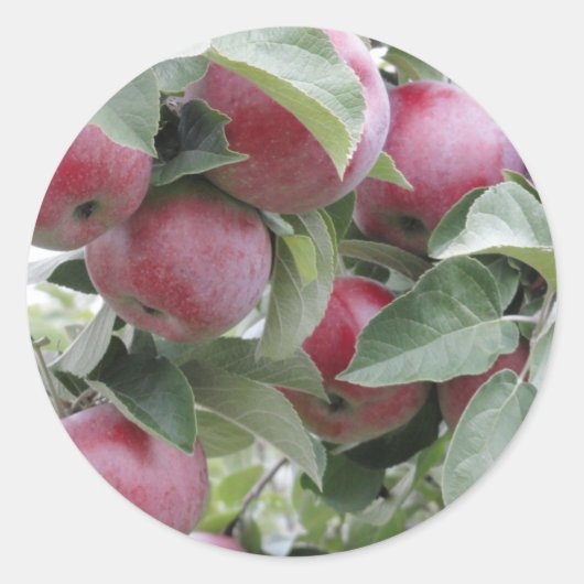 appels ronde sticker (Voorkant)