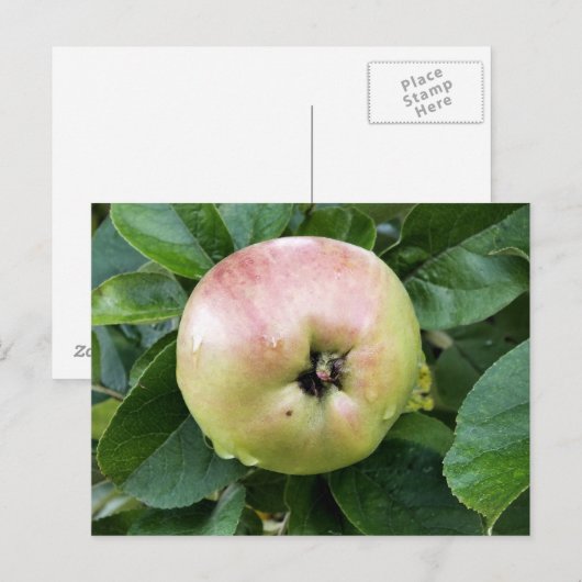 APPELVRUCHT BRIEFKAART (Voorkant / Achterkant)