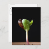 Appelzaailingen met zaaddop briefkaart (Voorkant / Achterkant)