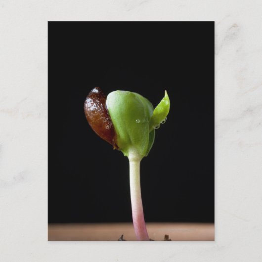 Appelzaailingen met zaaddop briefkaart (Voorkant)