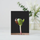 Appelzaailingen met zaaddop briefkaart (Staand voorkant)