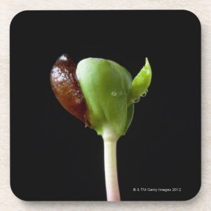 Appelzaailingen met zaaddop drankjes onderzetter