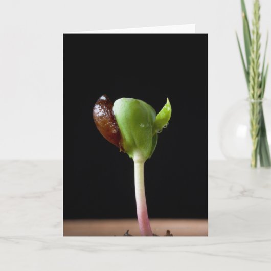 Appelzaailingen met zaaddop kaart (Voorkant)