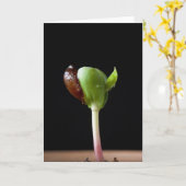 Appelzaailingen met zaaddop kaart (Gele Bloem)