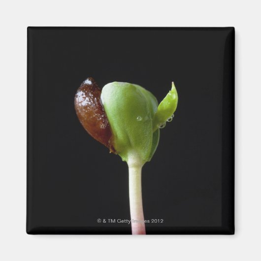 Appelzaailingen met zaaddop magneet (Voorkant)