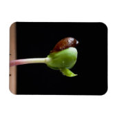 Appelzaailingen met zaaddop magneet (Horizontaal)