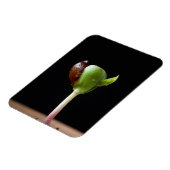 Appelzaailingen met zaaddop magneet (Linkerzijde)