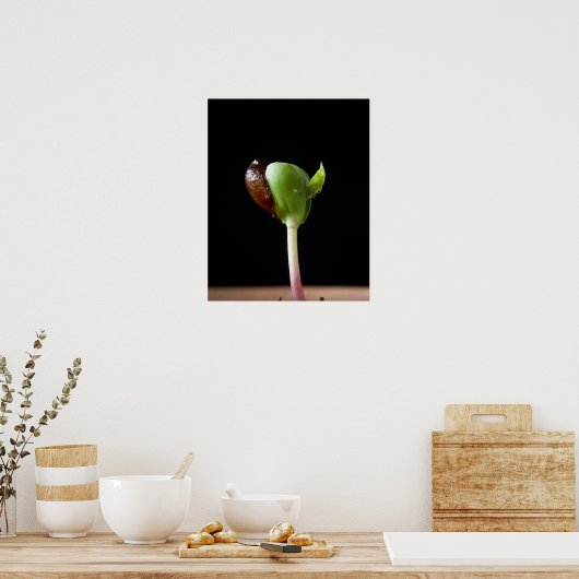 Appelzaailingen met zaaddop poster (Keuken)