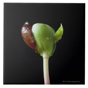 Appelzaailingen met zaaddop tegeltje