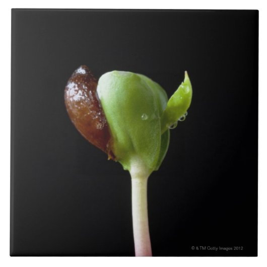 Appelzaailingen met zaaddop tegeltje (Voorkant)