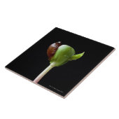 Appelzaailingen met zaaddop tegeltje (Zijkant)