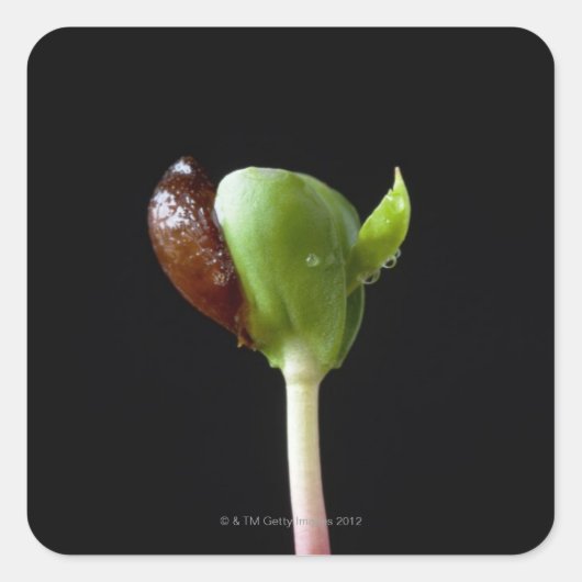 Appelzaailingen met zaaddop vierkante sticker (Voorkant)