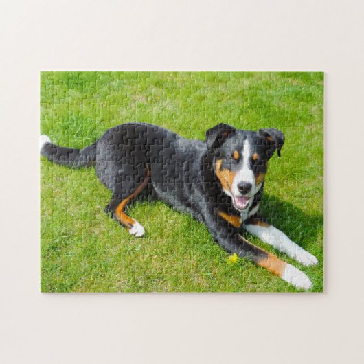Appenzeller Sennenhonden. Legpuzzel (Horizontaal)