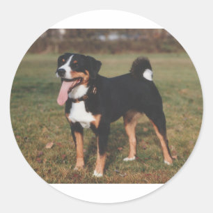 Appenzeller Sennenhund Dog Ronde Sticker