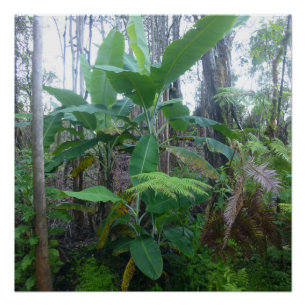 APPLE BANANA TREES BIG ISLAND HAWAII PERFECT POSTER