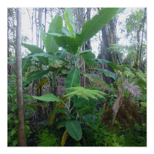 APPLE BANANA TREES BIG ISLAND HAWAII PERFECT POSTER (Voorkant)