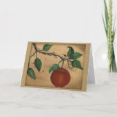 Apple Birthday Kaart (Voorkant)