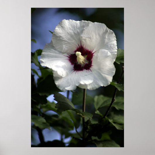 Apple Bloom Poster (Voorkant)