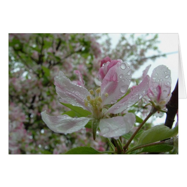 Apple Blossom (Voorkant Horizontaal)