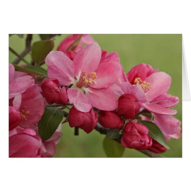 Apple Blossom (Voorkant Horizontaal)