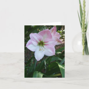 Apple Blossom Amaryllis Photo Folded Note Kaart
