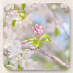 Apple blossom - Beauty Bier Onderzetter