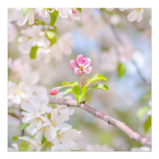 Apple blossom - Beauty Foto Afdruk (Voorkant)