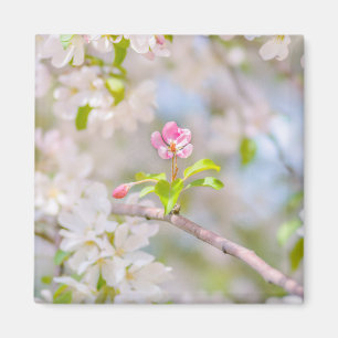Apple blossom - Beauty Magneet