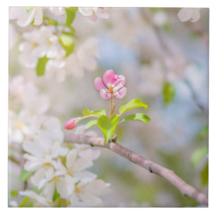 Apple blossom - Beauty Tegeltje