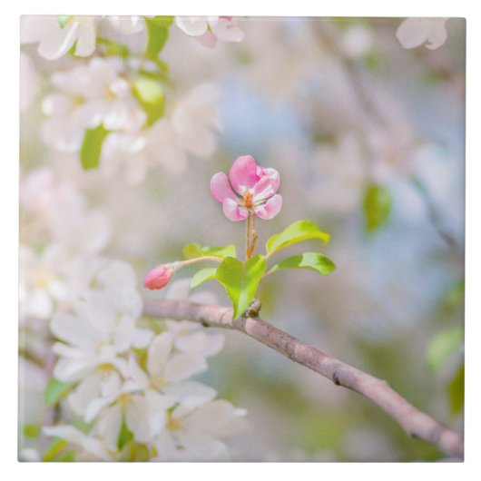 Apple blossom - Beauty Tegeltje (Voorkant)