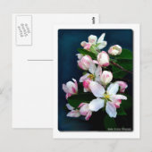 Apple Blossom Branch Briefkaart (Voorkant / Achterkant)