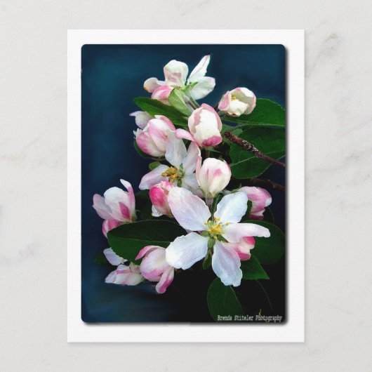 Apple Blossom Branch Briefkaart (Voorkant)