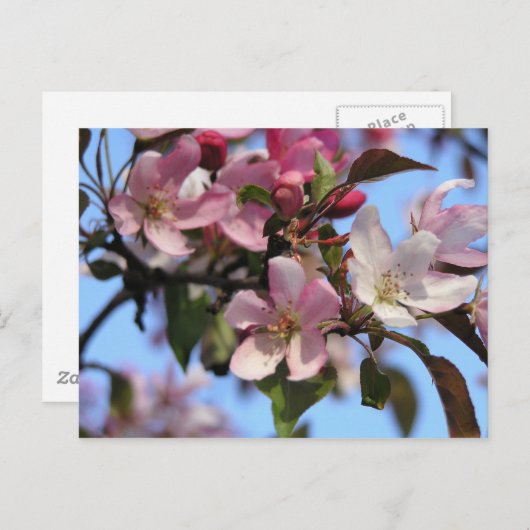 Apple Blossom Briefkaart (Voorkant / Achterkant)