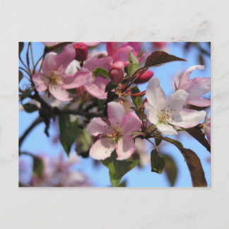 Apple Blossom Briefkaart