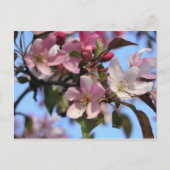 Apple Blossom Briefkaart (Voorkant)