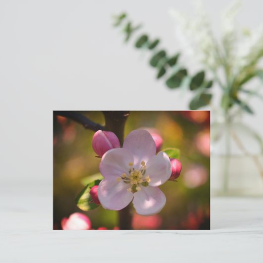 Apple Blossom Briefkaart (Staand voorkant)