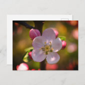 Apple Blossom Briefkaart (Voorkant / Achterkant)