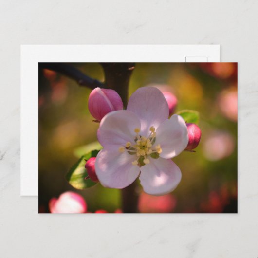 Apple Blossom Briefkaart (Voorkant / Achterkant)