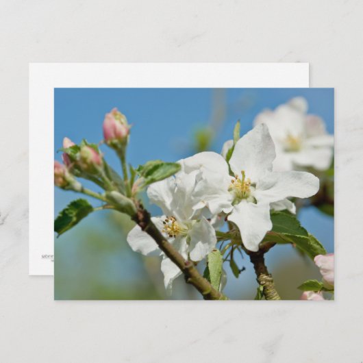Apple Blossom Briefkaart (Voorkant / Achterkant)