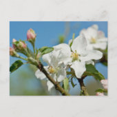 Apple Blossom Briefkaart (Voorkant)