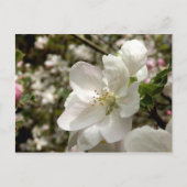 Apple Blossom Briefkaart (Voorkant)