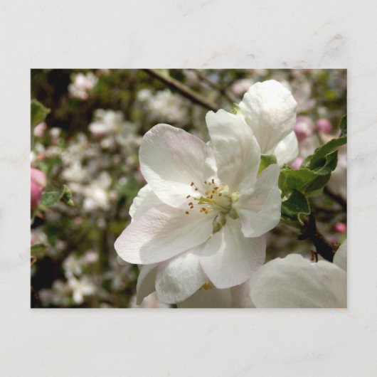 Apple Blossom Briefkaart (Voorkant)