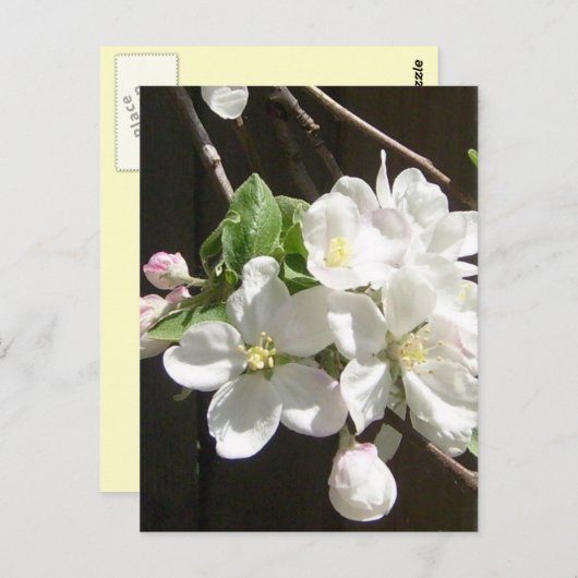 Apple Blossom Briefkaart (Voorkant / Achterkant)