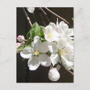 Apple Blossom Briefkaart