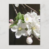Apple Blossom Briefkaart (Voorkant)