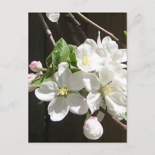 Apple Blossom Briefkaart (Voorkant)